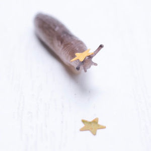 Meet your Posher, Maxine